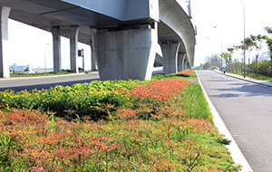 寧波市機(jī)場(chǎng)快速干道景觀(guān)綠化工程